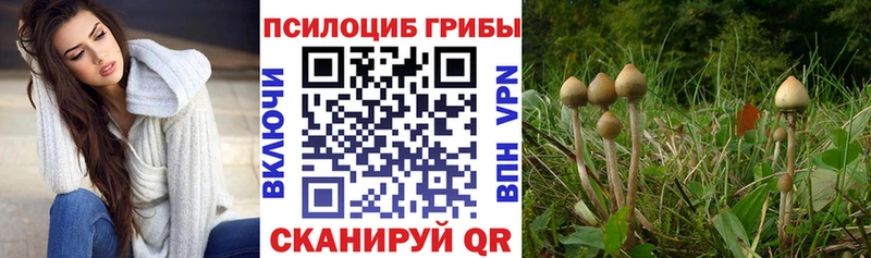 Галлюциногенные грибы GOLDEN TEACHER  Гатчина 